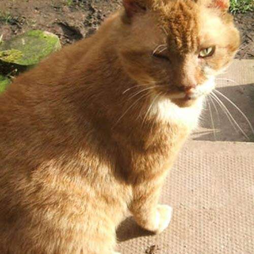 ginger cat in the garden