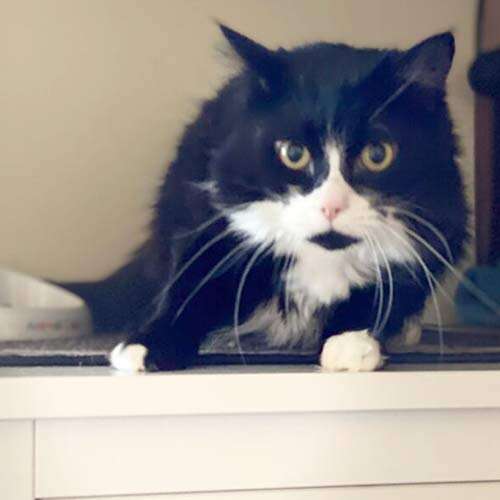 black and white cat
