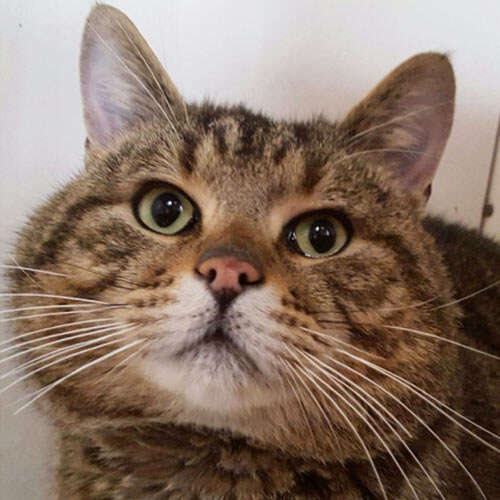 large tabby cat