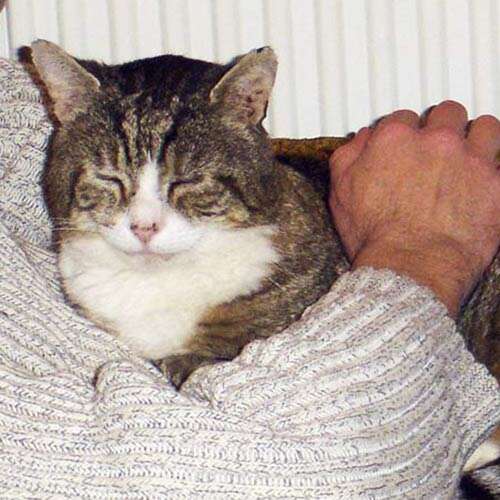 tabby and white cat on lap