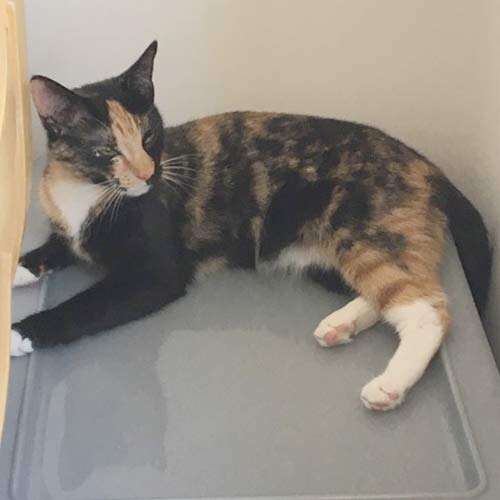 tortoiseshell cat