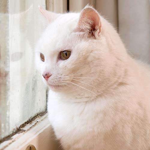 handsome white cat