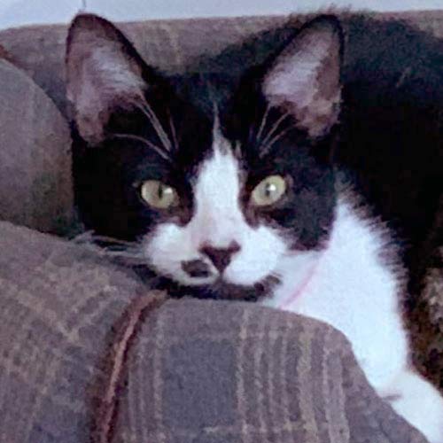 black and white cat on sofa