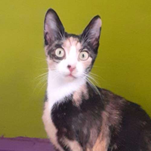 stunning female cat