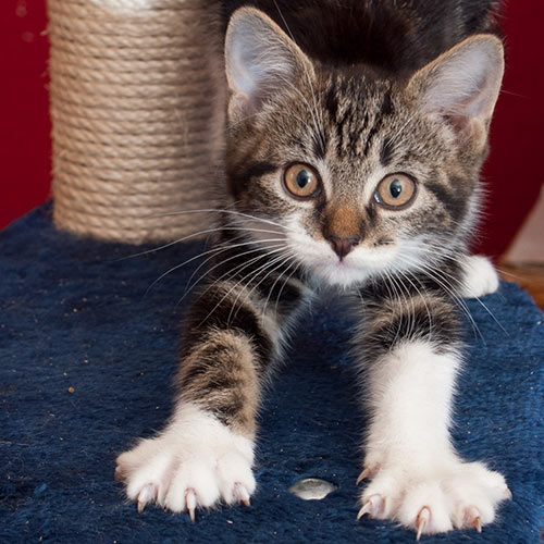 pretty tabby cat