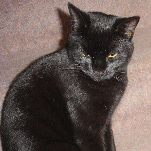 cute black cat