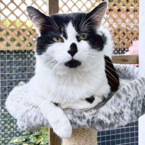 black & white cat
