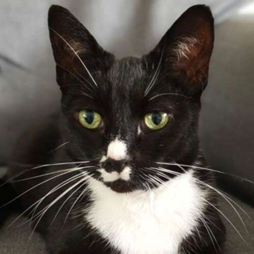 Simon