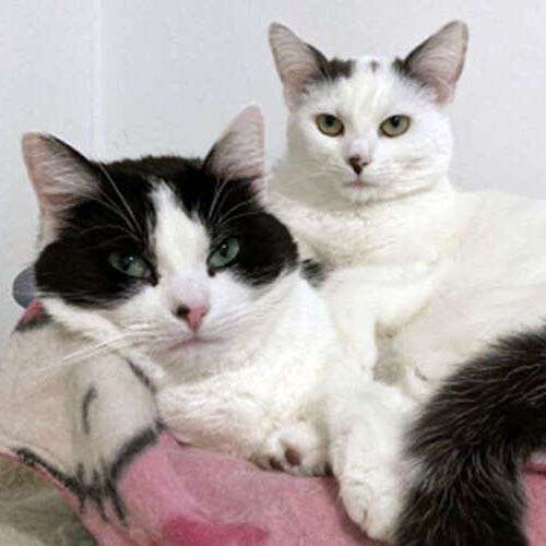 tato and fry cats cuddled up in their bed