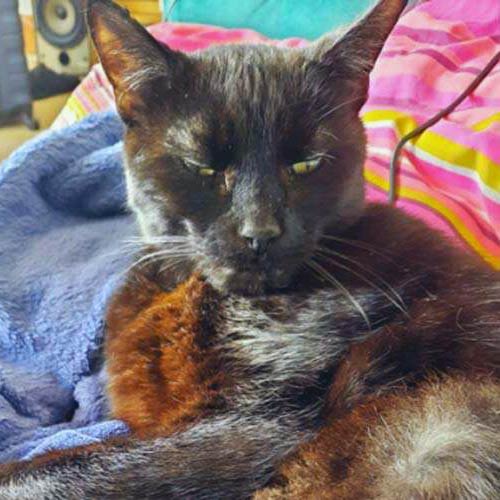 Sooty McWhiskers