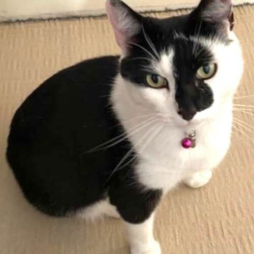 Loki