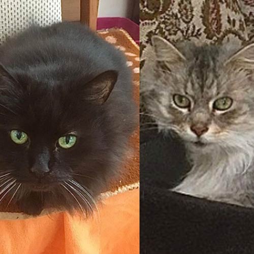 Pebbles & Storm