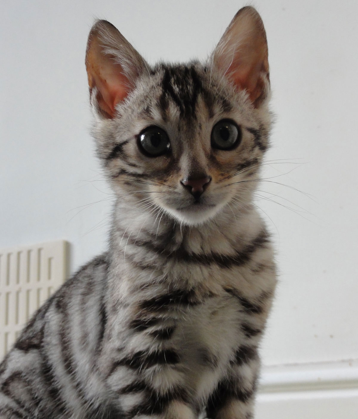 Ziggy