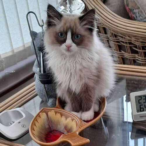 ragdoll kitten sitting on a glass table