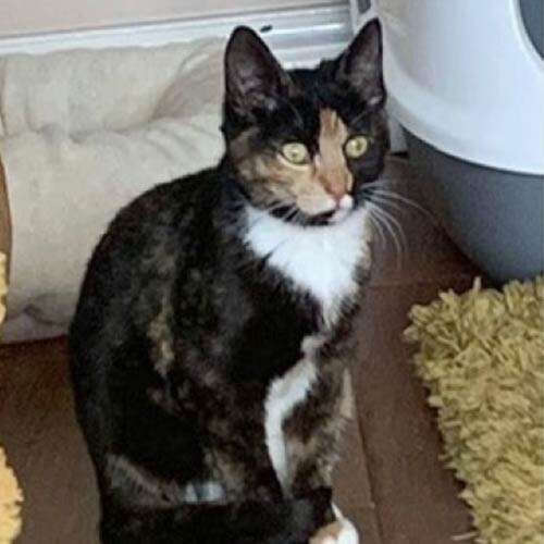 pretty tortie cat