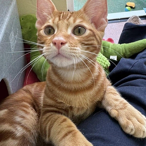Franklin