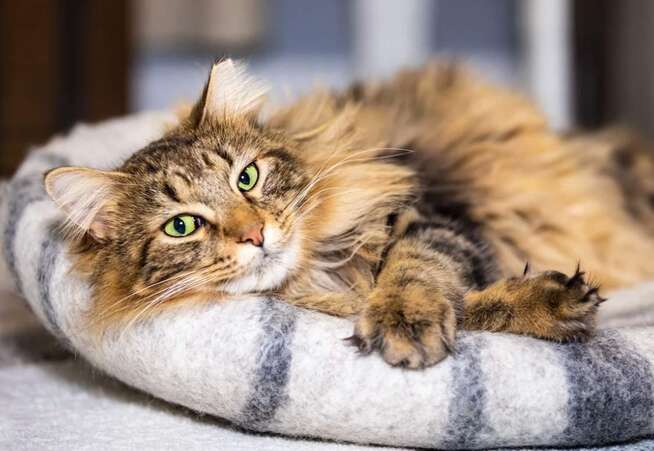 longhaired tabby cat relaxing on a cushion