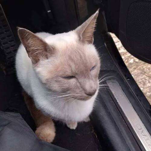 Banjo