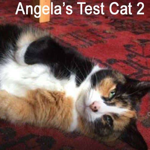 pretty tortie female cat relaxing