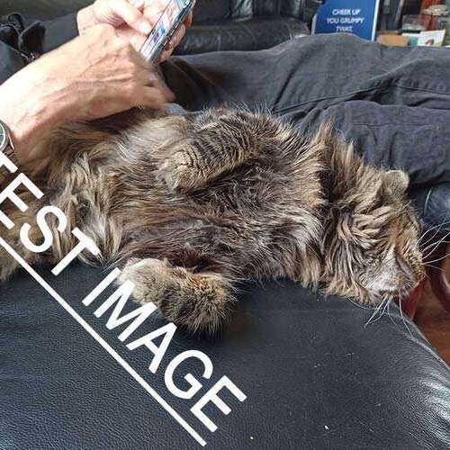 Cat 3 (16.10.24)