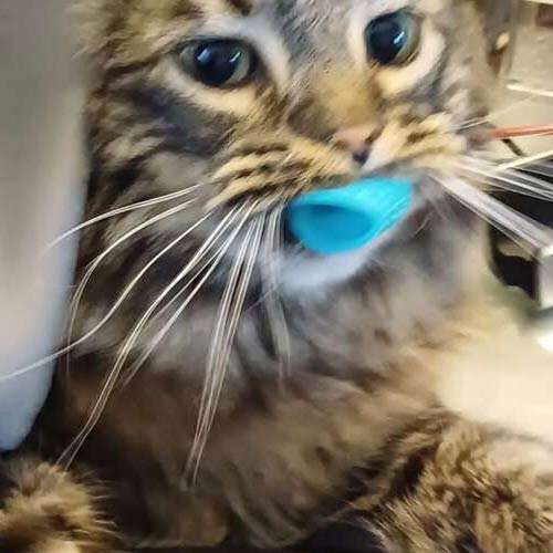 tabby cat with a blue toy in his mouth