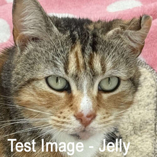 tabby cat against a pink and white background