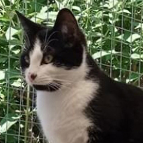 handsome black and white cat