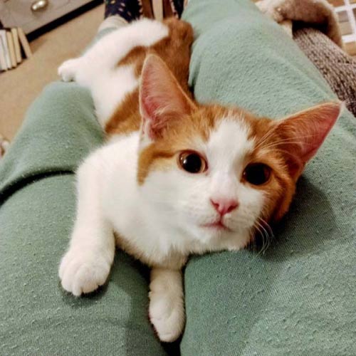 Amy