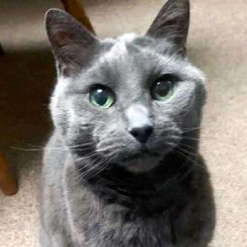 Blueboy