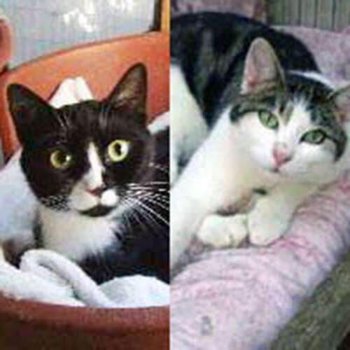 Moggy 1