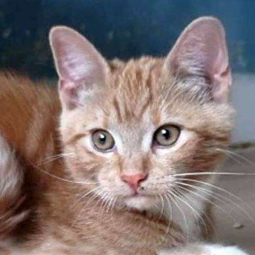 Moggy 4