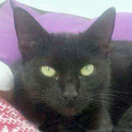 black cat with a christmas toy