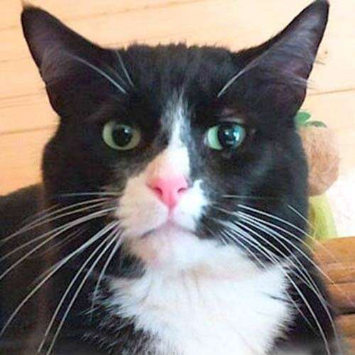 Moggy 9