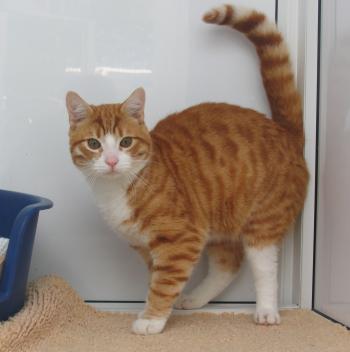 ginger and white cat