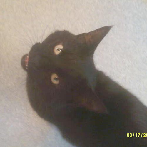 black cat miaowing