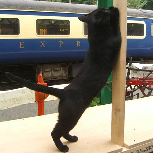 Percy the Station Cat