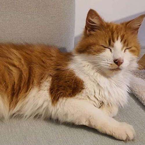 ginger and white cat