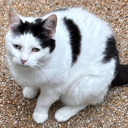 pretty white and black cat Lucy