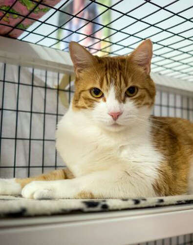 ginger and white cat in a shelter pen