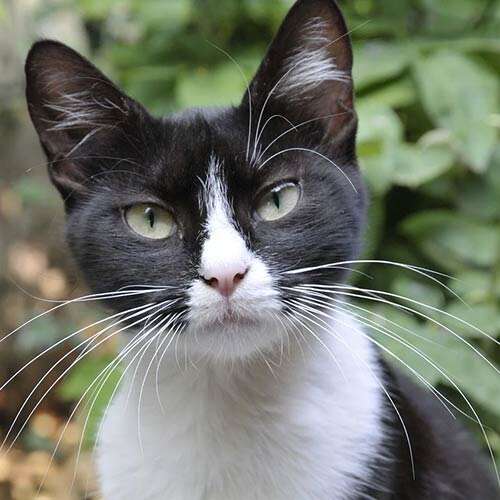 black and white cat
