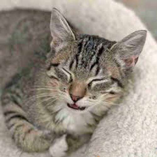tabby cat relaxing