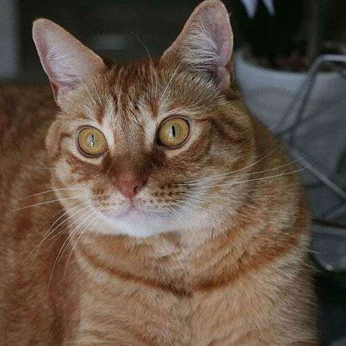 ginger tabby cat