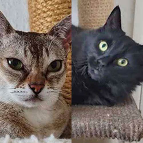 Fern & Annie