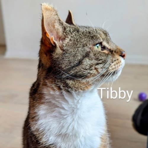 Tibby