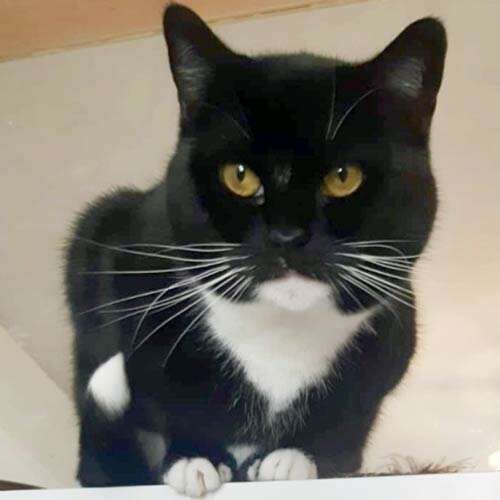 Mog