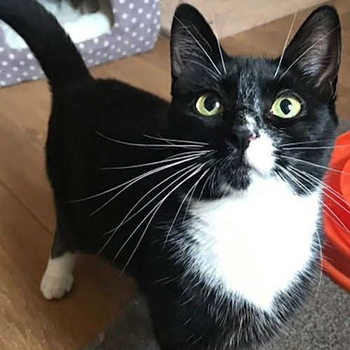 Alfie
