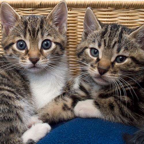 Tigger & Piglet