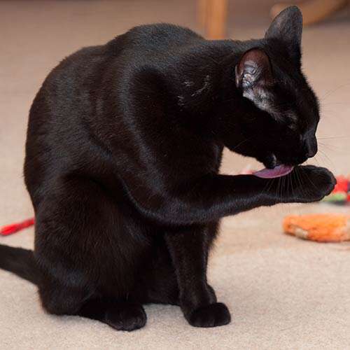 Blackie