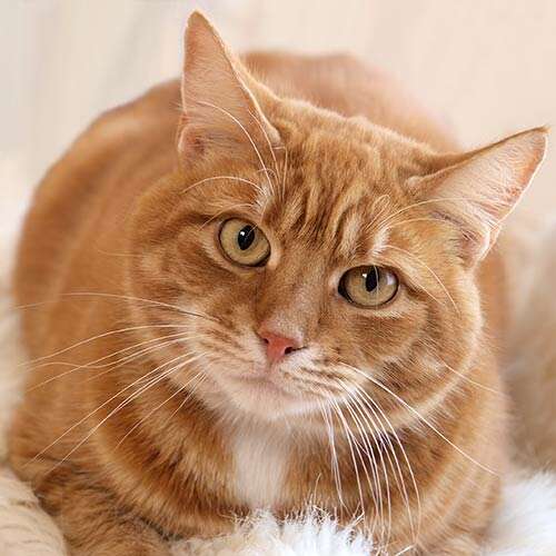 Ginge