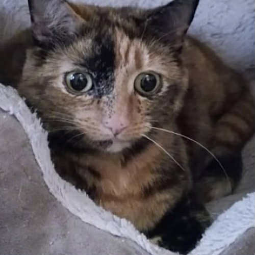 Gretta